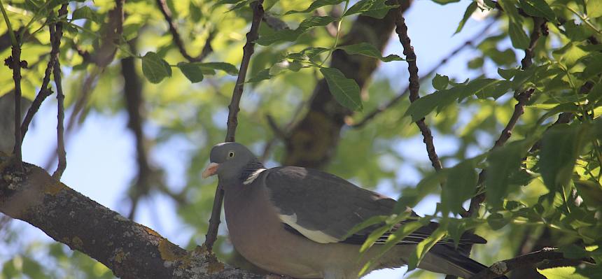 Ringeltaube (Columba palumbus)