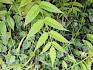 Der Götterbaum (Ailanthus altissima) stammt ursprünglich aus China und verdrängt durch sein rasches Wachstum heimische Pflanzenarten. © LPV/F. Hohn Götterbaum
