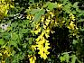 Der Goldregen (Laburnum anagyroides), ursprünglich nicht heimisch, kommt in Bad Vöslau als Neophyt in Gärten und Parkanlagen vor. © LPV/F. Hohn Goldregen