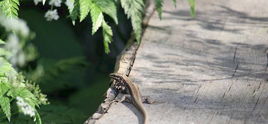 Mauereidechse (Podarcis muralis)
