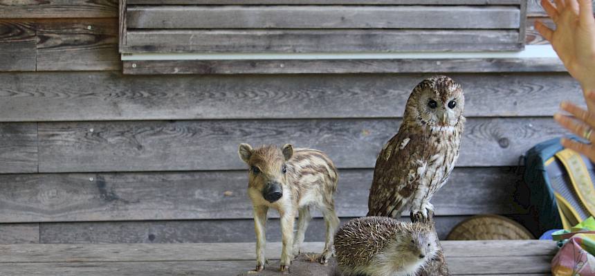 Tierpräperate