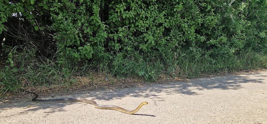 Äskulapnatter (Zamenis longissimus)