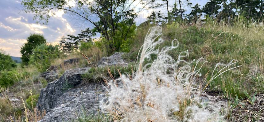 Federgras (Stipa sp.)