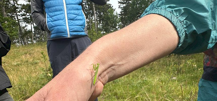 Gottesanbeterin auf Hand