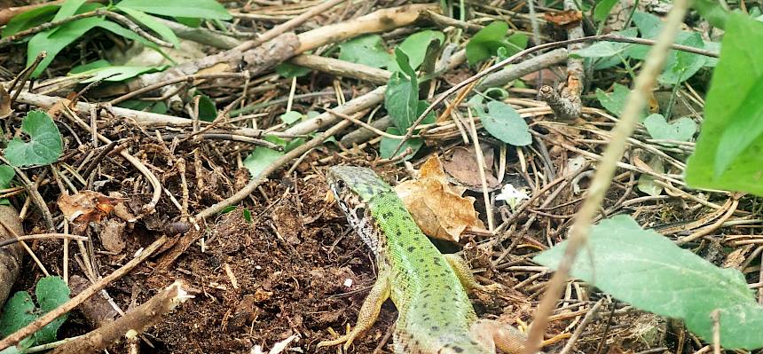 Weibliche Smaragdeidechse (Lacerta viridis)