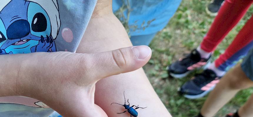 Blauvioletter Scheibenbock (Callidium violaceum)