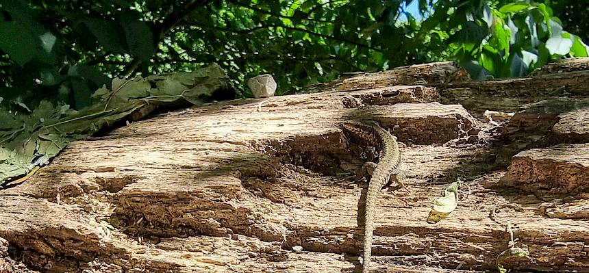 Mauereidechse (Podarcis muralis)