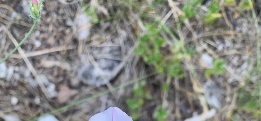 Blüte der Kantabrischen Winde (Convolvulus cantabrica)