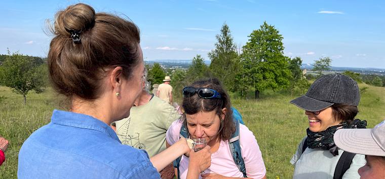 Bei der heutigen Duft-Exkursion am Symposion Lindabrunn begaben sich 13 Teilnehmer:innen in die faszinierende Welt der Pflanzendüfte. © LPV/A. Mrkvicka Naturinteressierte riecht an Duft