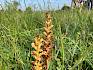 Die Sommerwurz (Orobanche sp.) ist eine Schmarotzerpflanze. Sie besitzt kein Chlorophyll und bezieht Nährstoffe und Wasser über die Wurzeln anderer Pflanzen. © LPV/A. Mrkvicka Sommerwurz (Orobanche)