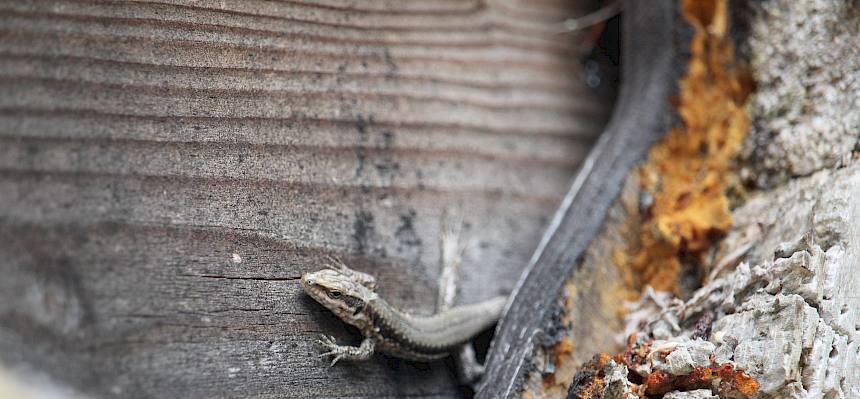 Mauereidechse (Podarcis muralis)