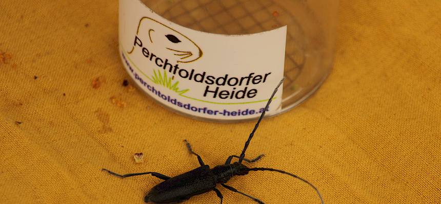 Kleiner Eichenbock (Cerambyx scopolii)
