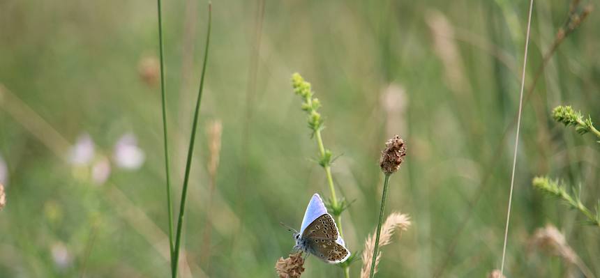Himmelblauer Bläuling (Lysandra bellargus)