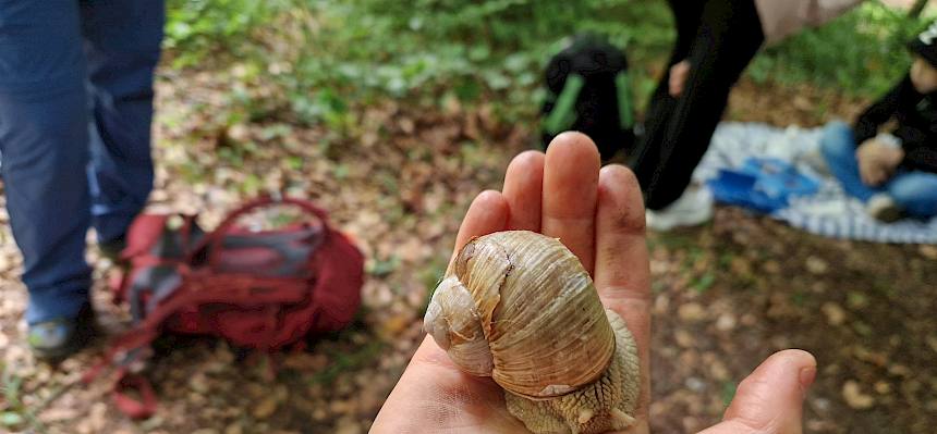 Weinbergschnecke (Helix pomatia)