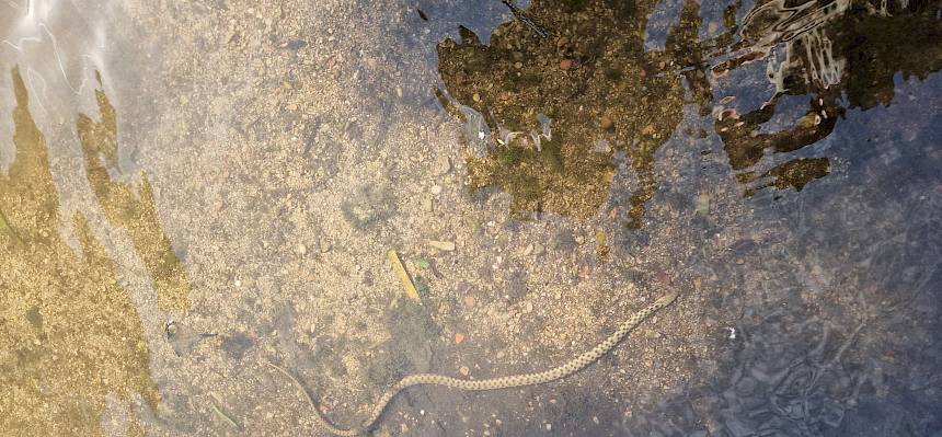 Würfelnatter (Natrix tessellata)
