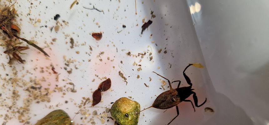 Wasserskorpion (Nepa cinerea)