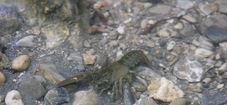 Signalkrebs (Pacifastacus leniusculus)