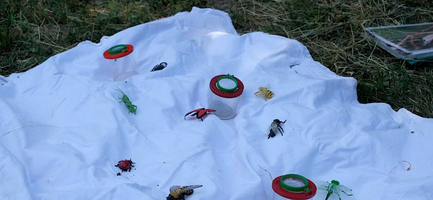 Becherlupen und Plastik-Insekten