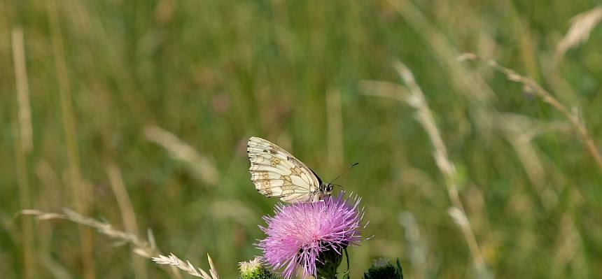 Schachbrettfalter (Melanargia galathea) auf Blüte
