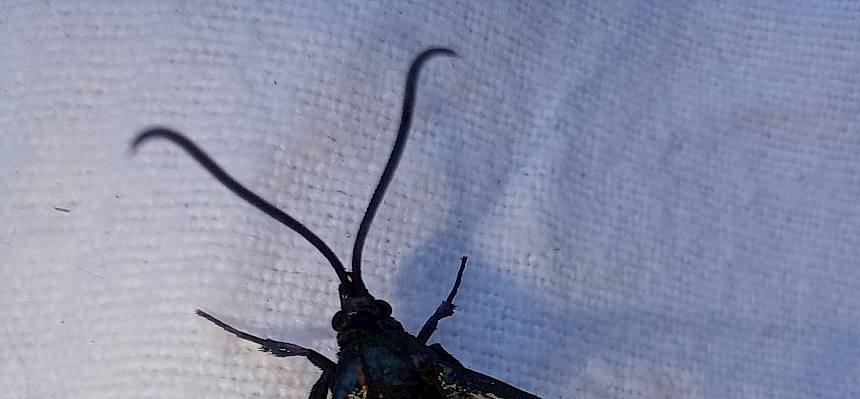 Faulbaum-Glasflügler (Synanthedon stomoxiformis)