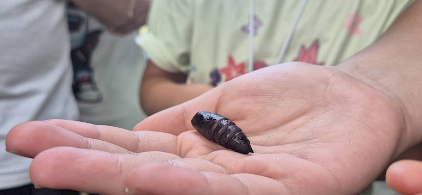 Schmetterlingspuppe auf der Hand