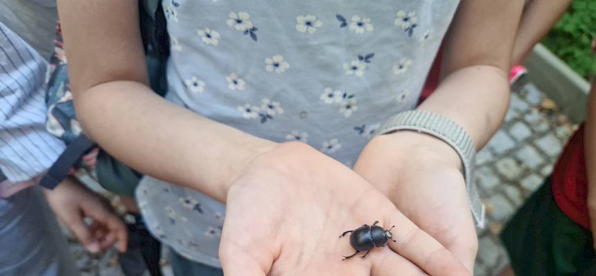 Frühlings-Mistkäfer (Trypocopris vernalis)