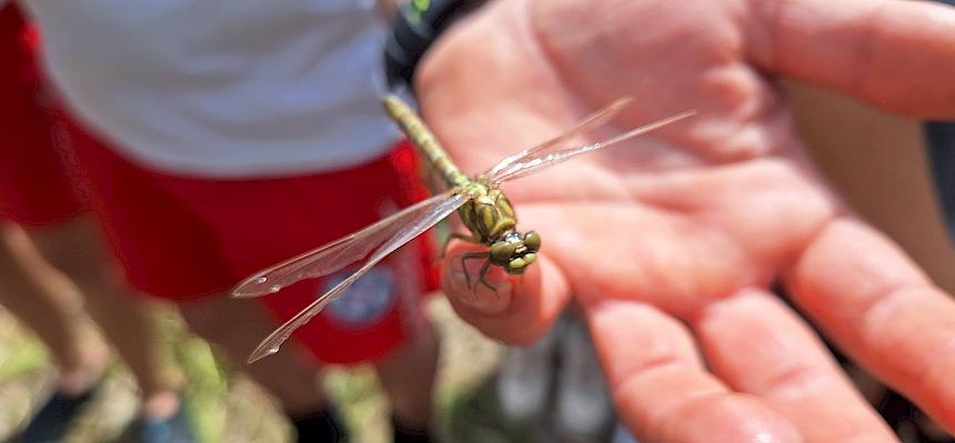 Libelle sitzt auf der Hand