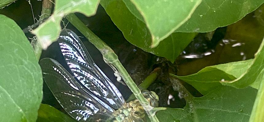 Frisch geschlüpfte Libelle mit Larvenhaut (Exuvie)