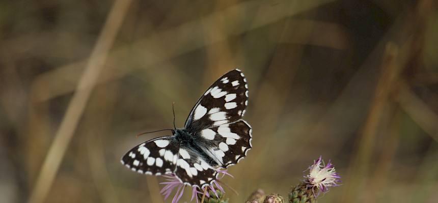 Schachbrettfalter (Melanargia galathea)