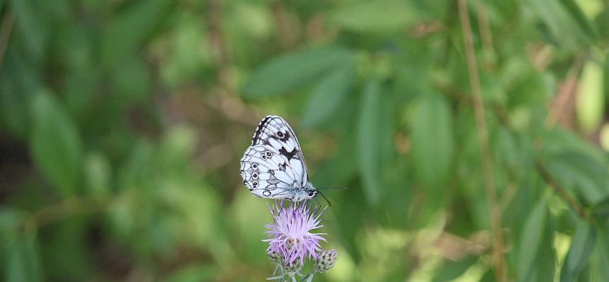 Schachbrettfalter (Melanargia galathea)