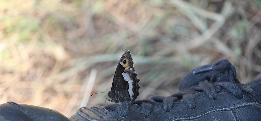 Waldportier (Hipparchia sp.)