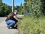 Insgesamt 18 Flächen bilden den „Insekten-Highway” in Perchtoldsdorf – ein Netzwerk aus blütenreichen Wiesenflächen, das als wichtiger Lebensraum und „Trittstein“ für viele Fluginsekten dient. © LPV/E. Seidel Praktikantin bei Wiesenpflege