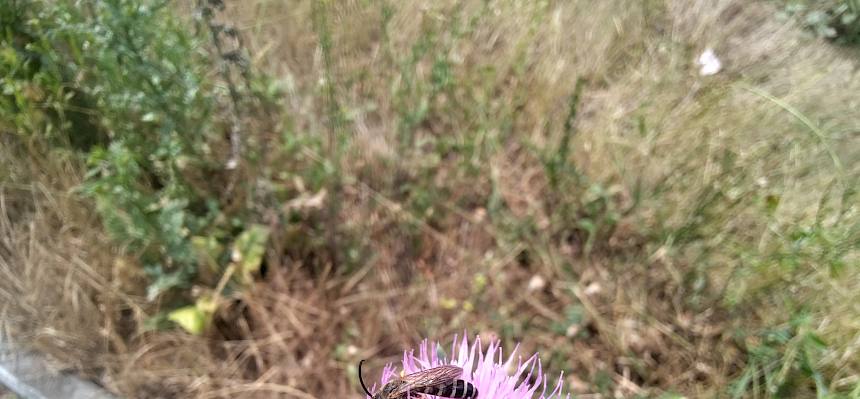 Wildbiene auf Distel