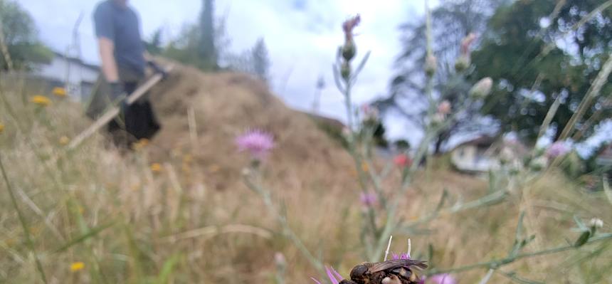 Wildbiene auf Blüte