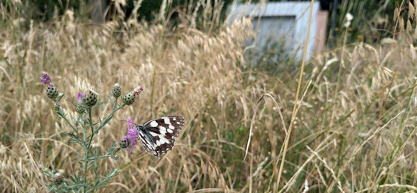 Schachbrettfalter (Melanargia galathea)