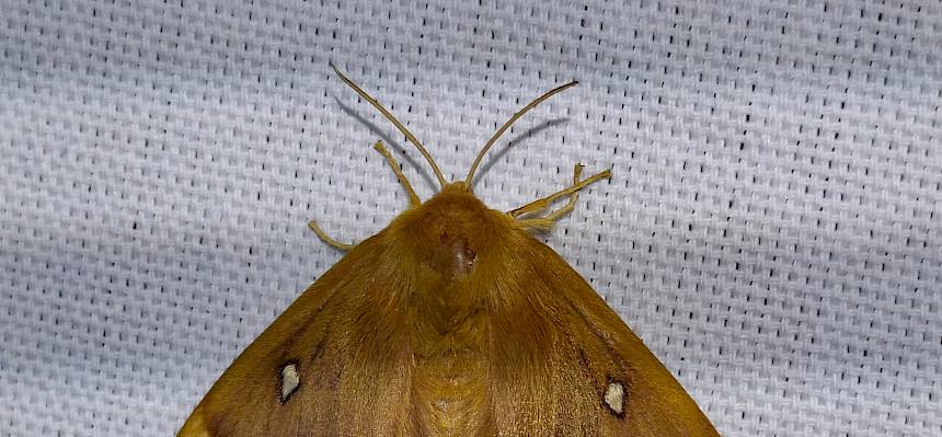 Eichenspinner (Lasiocampa quercus)