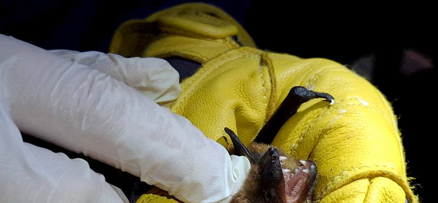 Breitflügelfledermaus (Eptesicus serotinus)