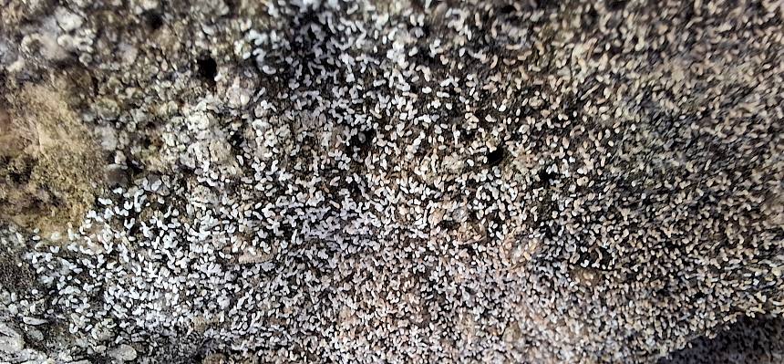 Eier des Steirischen Fanghafts (Mantispa styriaca)