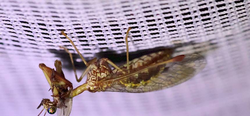 Steirischer Fanghaft (Mantispa styriaca)
