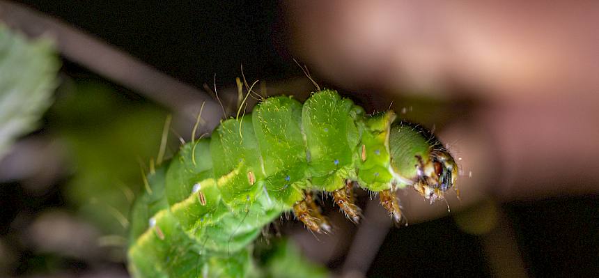 Japanischer Eichenseidenspinner (Antheraea yamamai)