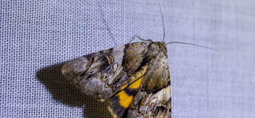 Gelbes Ordensband (Catocala fulminea)