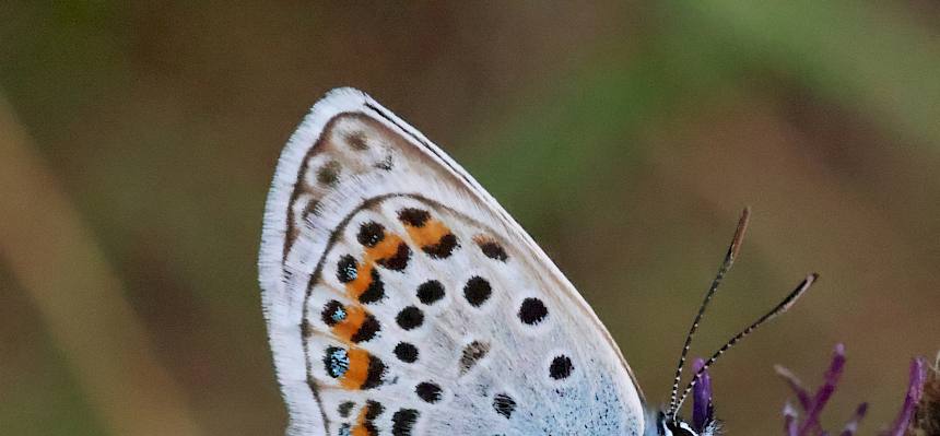 Argus-Bläuling (Plebejus argus)