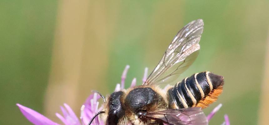 Bauchsammlerbiene (Megachilidae)