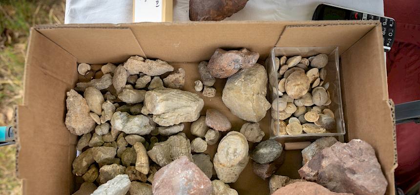 Fossilienfunde aus dem Steinbruch Lindabrunn.