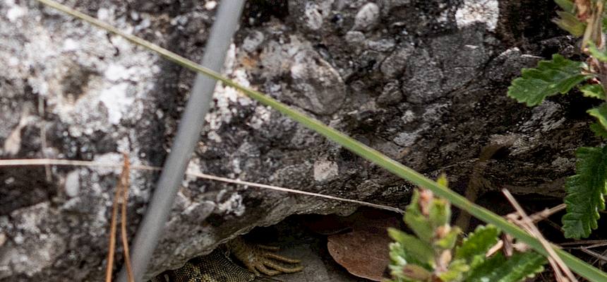 Östliche Smaragdeidechse (Lacerta viridis)