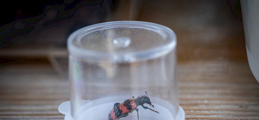 Gemeiner Bienenkäfer (Trichodes apiarius)
