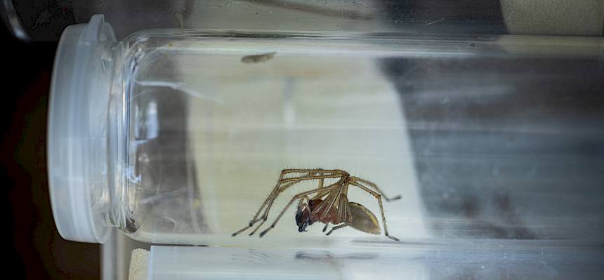 Ammen-Dornfingerspinne (Cheiracanthium punctorium)