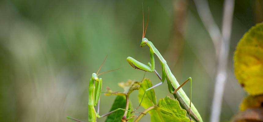 Gottesanbeterinnen (Mantis religiosa)