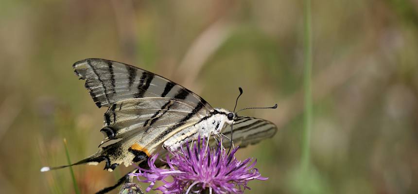 Segelfalter (Iphiclides podalirius)
