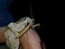 Während der Exkursion konnten immer wieder spannende Tiere und Pflanzen entdeckt werden. Hier: eine Gottesanbeterin (Mantis religiosa). © LPV/D. Hasenzagl Gottesanbeterin (Mantis religiosa) auf der Hand